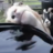 DrunkGoatGuy