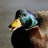 MicroDuck