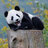 pandu