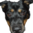 bigteddyno02