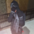 Criminal37