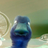 ovraxo