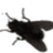 ALLA