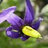 DeadlyNightShade