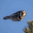 OsoPanda