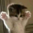 kittenen