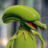Kermit The Frog