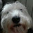 dogelo
