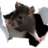jampampins