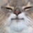 rinceweed