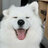 IonCDoggo