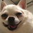 Dogeit