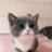 CatX