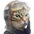 toreyotm