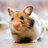 HamsterNL