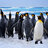 penguinothefirst