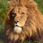 wildlion9090
