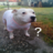 Pugguroo12