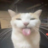 totz41