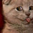 catdafuqxnaja