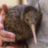 baborant