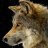 wolf_111