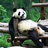 Pander03