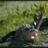 crocoko