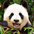 MrPanda0YT