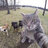 kimioott
