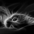 Timonthecat
