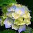 ahmed_e5556