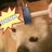 Dogeonyt b