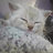 riwsfan