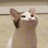 cauamv