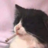 Kinomol