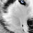 bulewolf0119