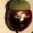 siopugjg