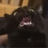 ibrenngo