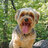 bailthedog1