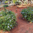 mrshowman