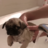 TheDeveloper