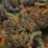 V1rom