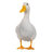 Duck231