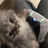 sloop