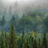 treeseeker55