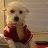 One_Cool_Dog