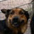 Itzdogpvp