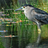 haroldfinch