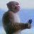 MONKE20076